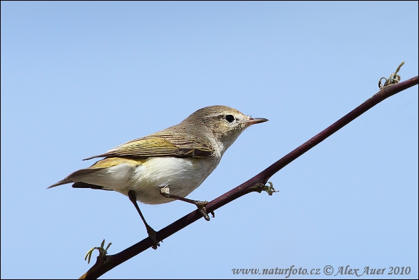 Kolibiarik horský (Phylloscopus bonelli)