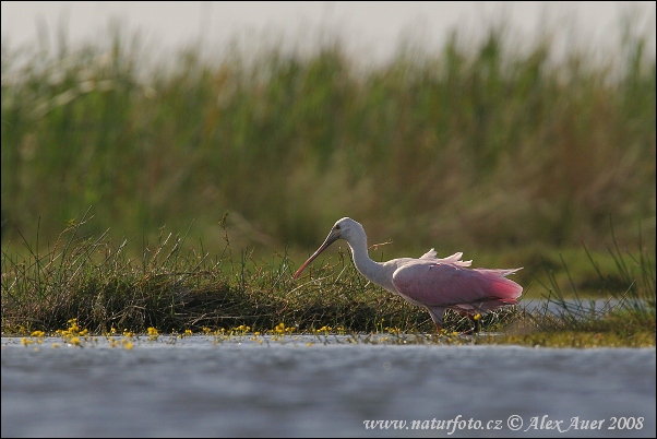 Kolpík ružový (Platalea ajaja)