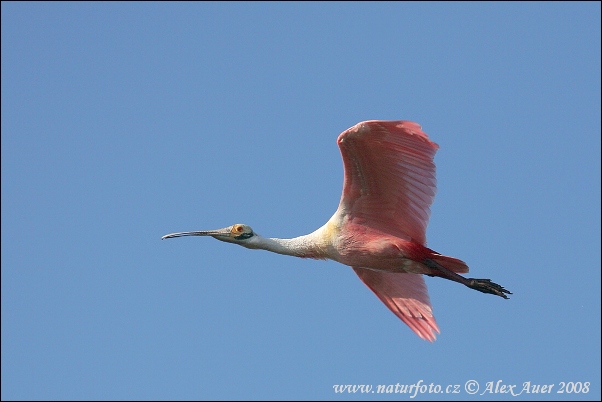 Kolpík ružový (Platalea ajaja)