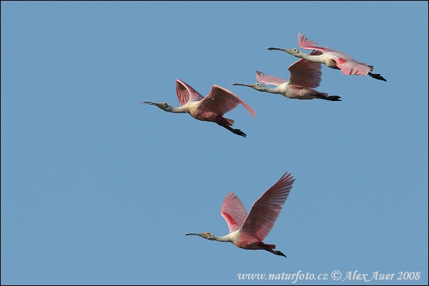 Kolpík ružový (Platalea ajaja)