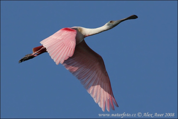 Kolpík ružový (Platalea ajaja)