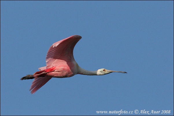 Kolpík ružový (Platalea ajaja)