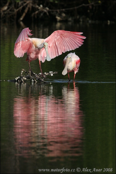 Kolpík ružový (Platalea ajaja)