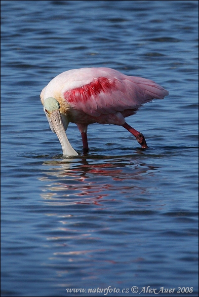 Kolpík ružový (Platalea ajaja)