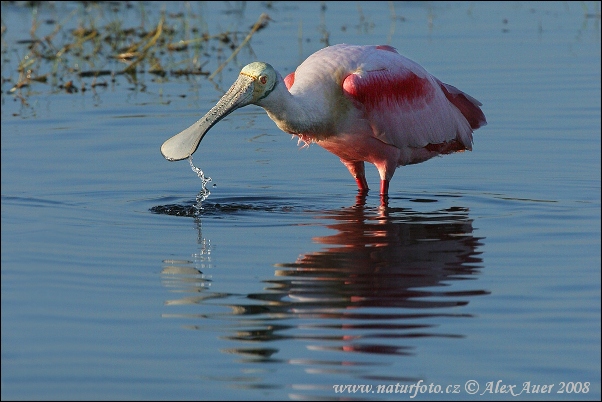 Kolpík ružový (Platalea ajaja)