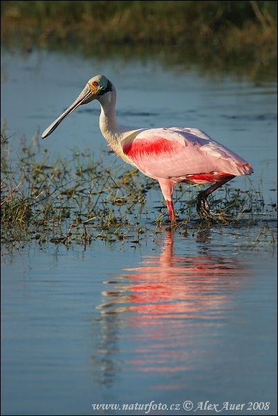 Kolpík ružový (Platalea ajaja)