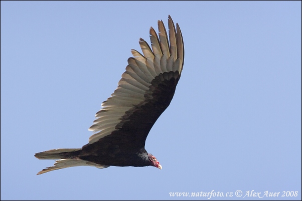 Kondor morkovitý (Cathartes aura)