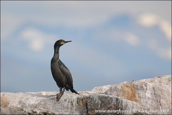 Kormorán choclatý (Phalacrocorax aristotelis)