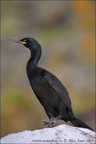 Kormorán choclatý (Phalacrocorax aristotelis)