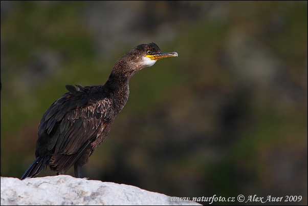 Kormorán choclatý (Phalacrocorax aristotelis)