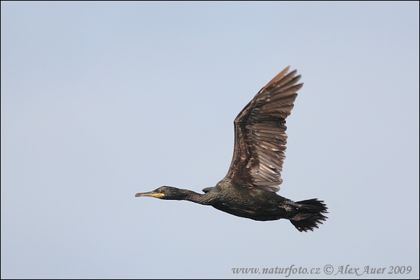 Kormorán choclatý (Phalacrocorax aristotelis)