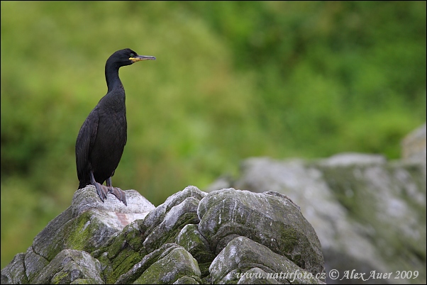 Kormorán choclatý (Phalacrocorax aristotelis)