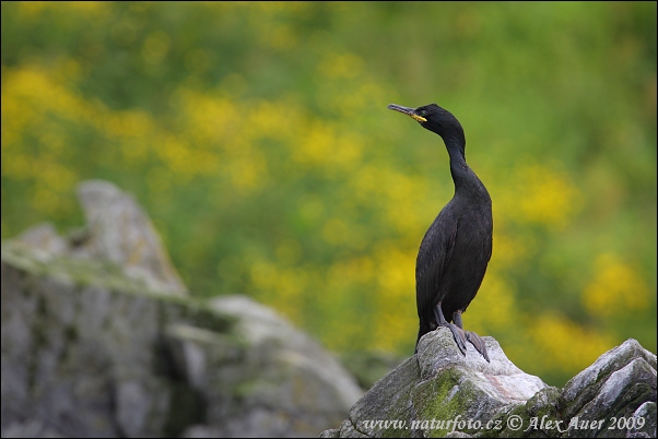 Kormorán choclatý (Phalacrocorax aristotelis)