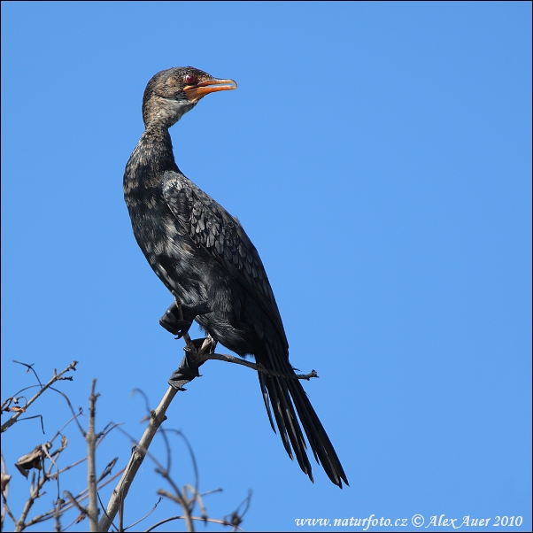 Kormorán dlhochvostý (Phalacrocorax africanus)