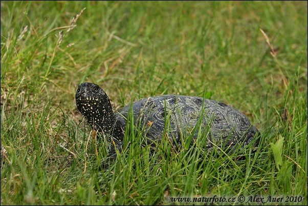 Korytnačka močiarna (Emys orbicularis)