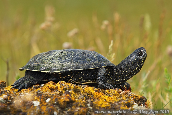 Korytnačka močiarna (Emys orbicularis)