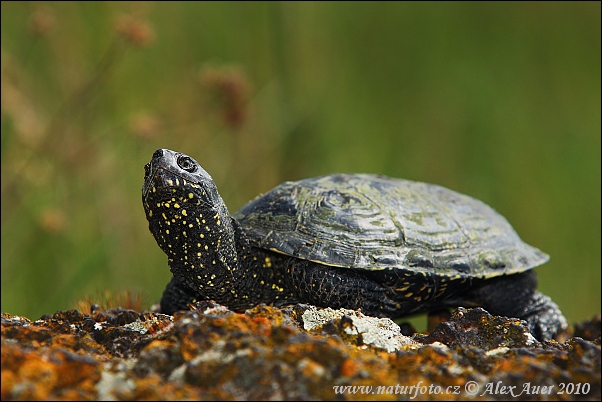 Korytnačka močiarna (Emys orbicularis)