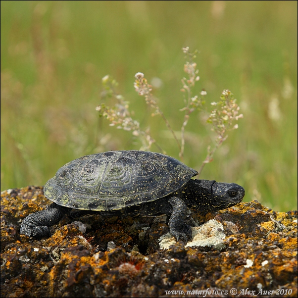 Korytnačka močiarna (Emys orbicularis)