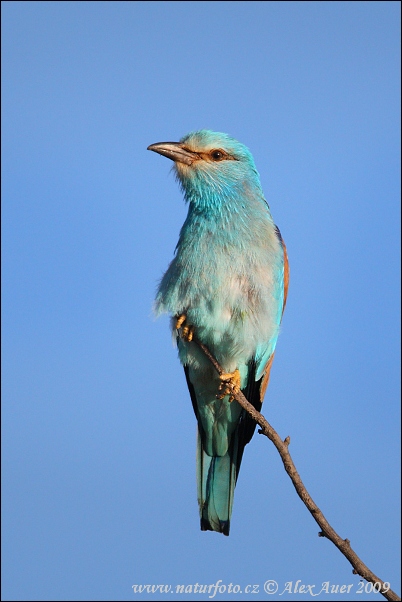 Krakľa belasá (Coracias garrulus)