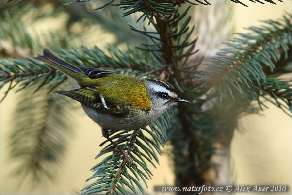 Králiček Králik ohnivohlavý (Regulus ignicapillus)