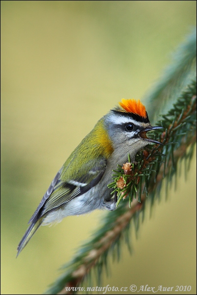 Králiček Králik ohnivohlavý (Regulus ignicapillus)