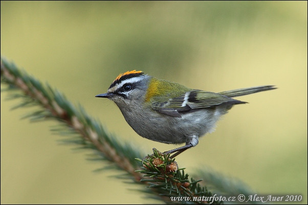 Králiček Králik ohnivohlavý (Regulus ignicapillus)