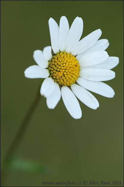 Králik biely (Leucanthemum vulgare)