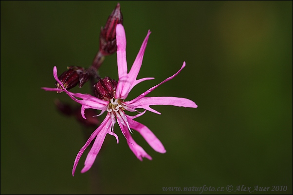 Kukučka lúčna (Lychnis flos-cuculi)