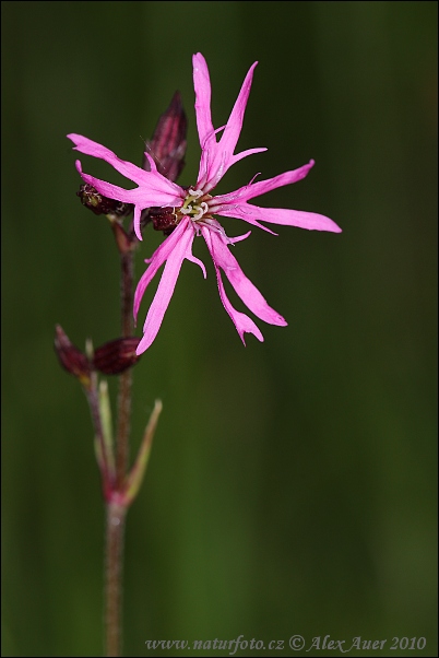 Kukučka lúčna (Lychnis flos-cuculi)