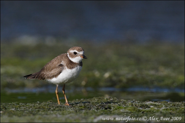 Kulík poloblanistý (Charadrius semipalmatus)