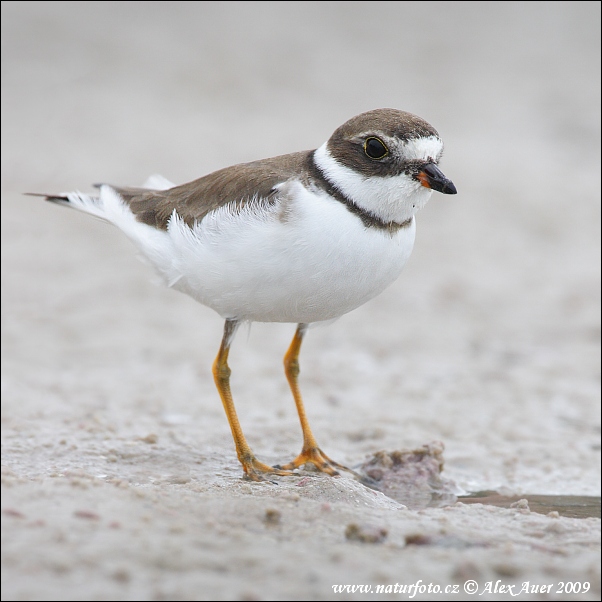 Kulík poloblanistý (Charadrius semipalmatus)