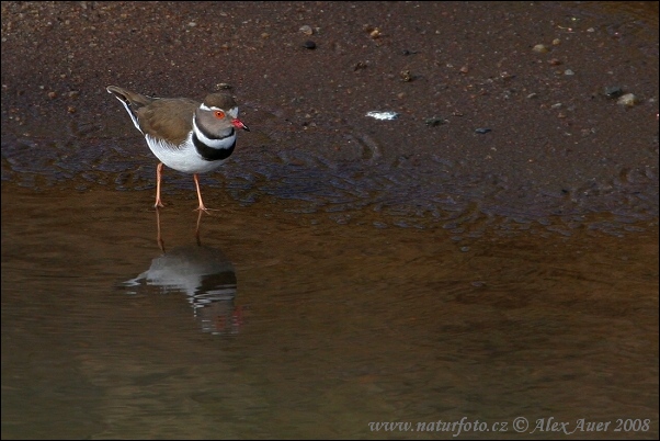 Kulík trojpásý (Charadrius tricollaris)