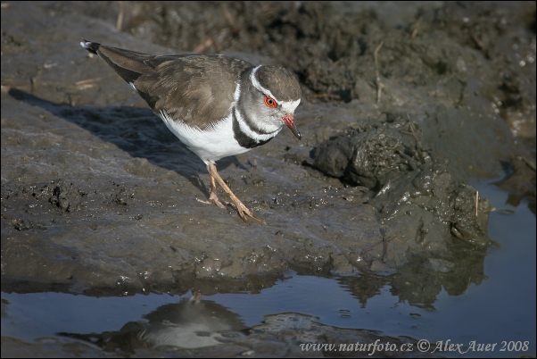 Kulík trojpásý (Charadrius tricollaris)