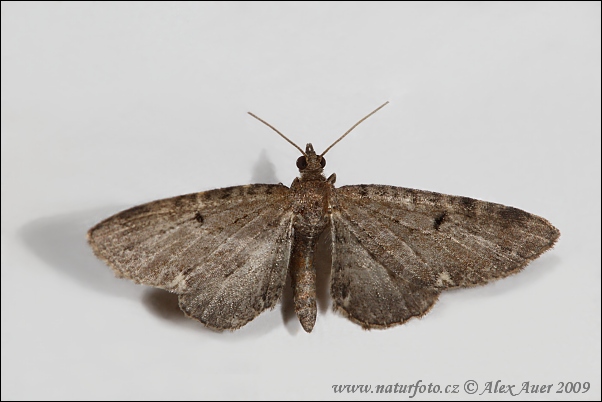 Kvetnatka chmeľová (Eupithecia assimilata)