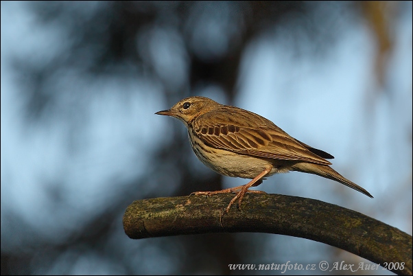 Labtuška hôrna lesná (Anthus trivialis)