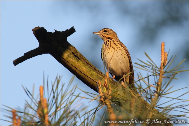 Labtuška hôrna lesná (Anthus trivialis)