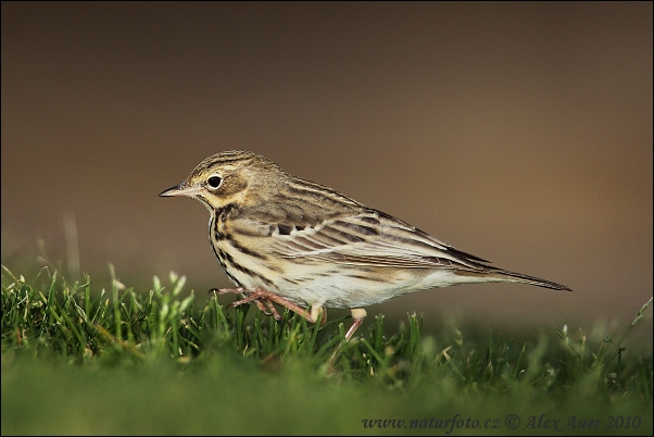 Labtuška hôrna lesná (Anthus trivialis)