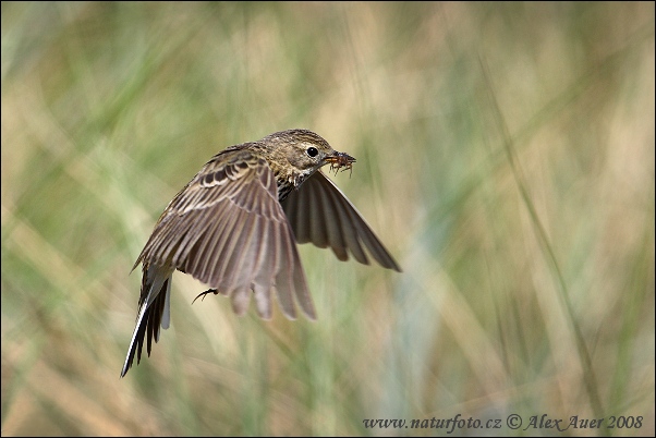 L'abtuška lúčna (Anthus pratensis)