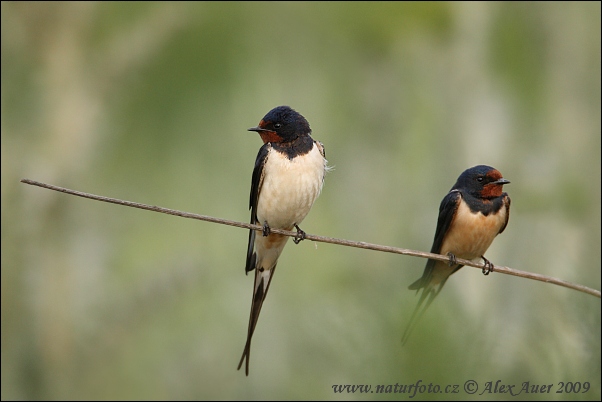 Lastovička domová obyčajná (Hirundo rustica)