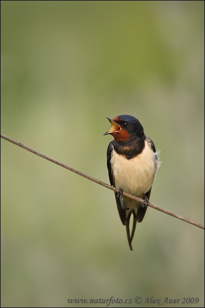 Lastovička domová obyčajná (Hirundo rustica)