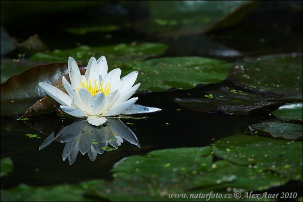 Lekno biele (Nymphaea alba)