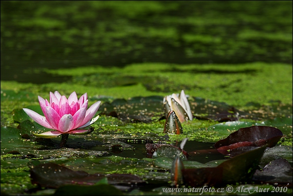 Lekno biele (Nymphaea alba)