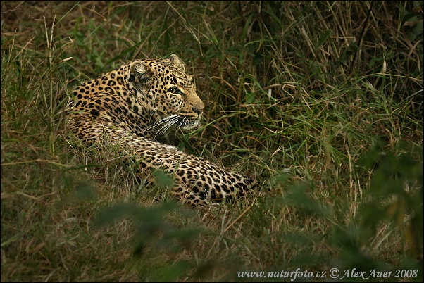 Leopard škvrnitý (Panthera pardus)