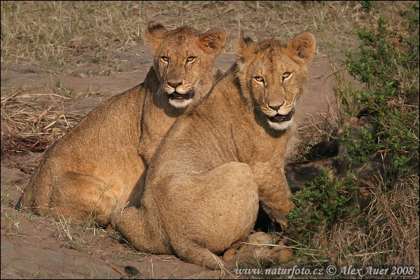 Lev púšťový (Panthera leo)