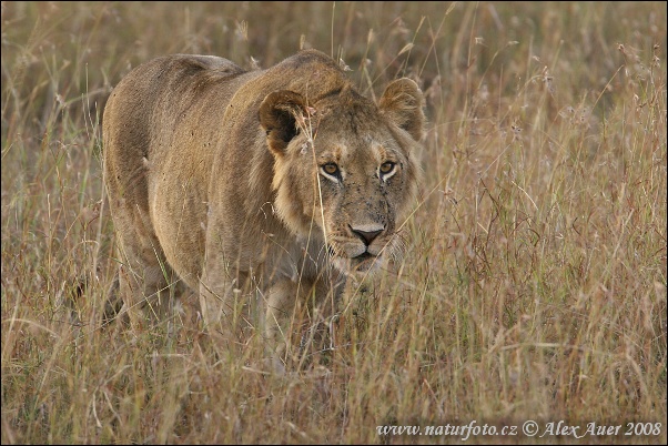 Lev púšťový (Panthera leo)