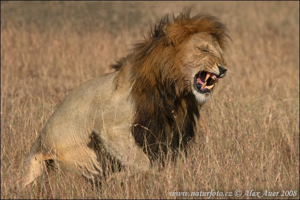 Lev púšťový (Panthera leo)