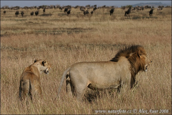 Lev púšťový (Panthera leo)