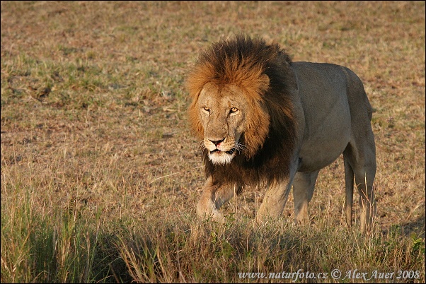 Lev púšťový (Panthera leo)