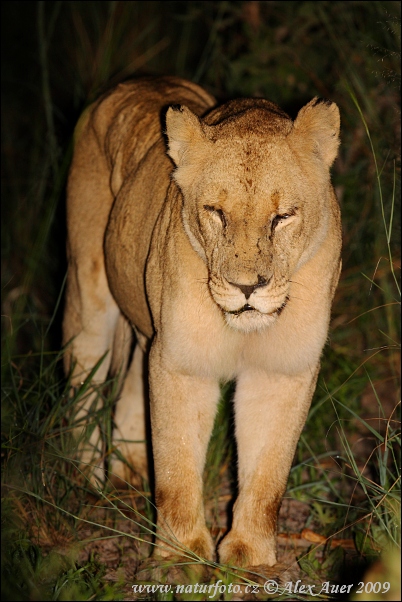 Lev púšťový (Panthera leo)
