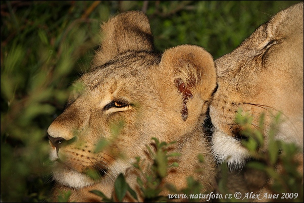 Lev púšťový (Panthera leo)